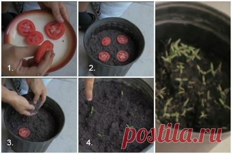 Сажаю томаты под зиму из вызревших помидор – для отменной рассады весной
