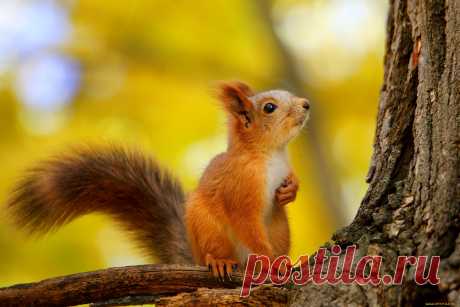 Скачать обои а, это, белочка, , животные, белки, осень, природа, поза, дерево, белка, сидит, желтый, фон, сук, белочка, боке, лапка, смотрит, вверх из раздела Животные, в разрешении 2000x1334