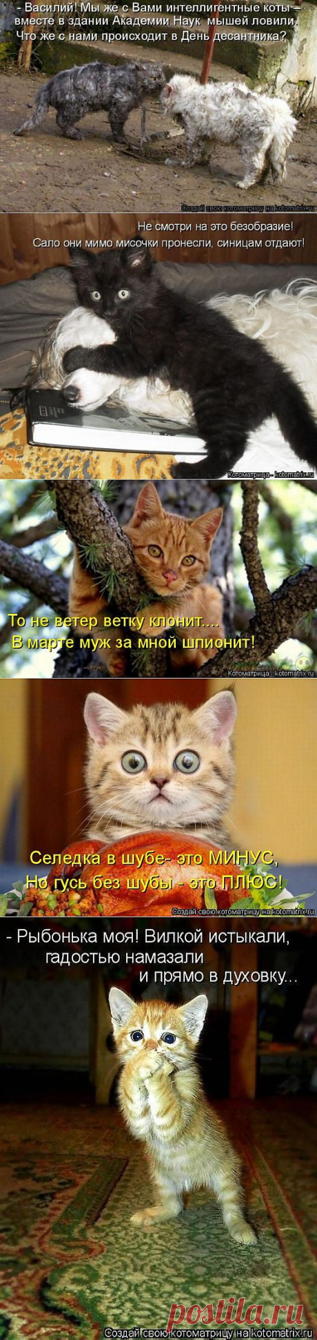 Огромная котоматрица / Писец - приколы интернета