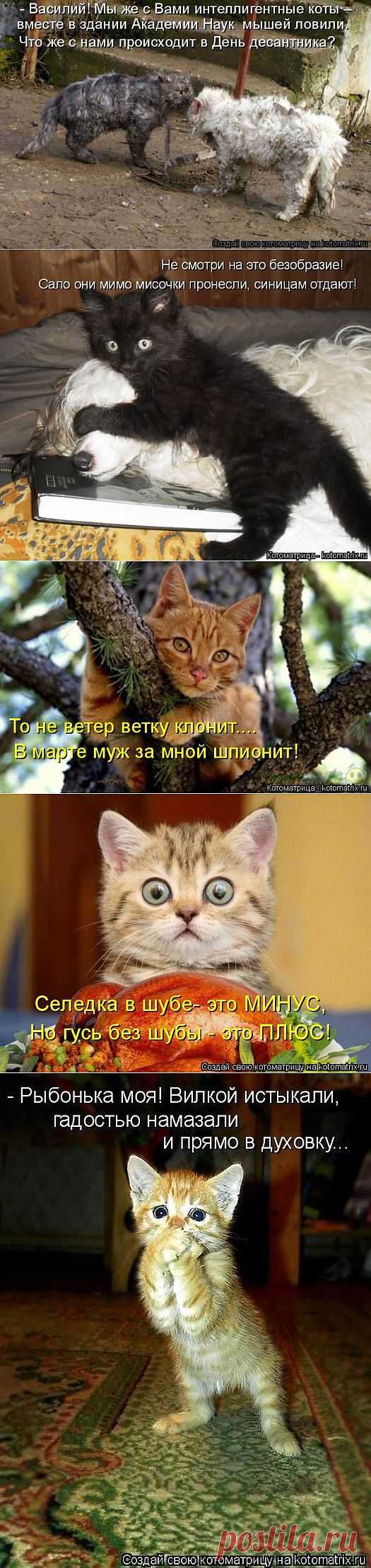 Огромная котоматрица / Писец - приколы интернета