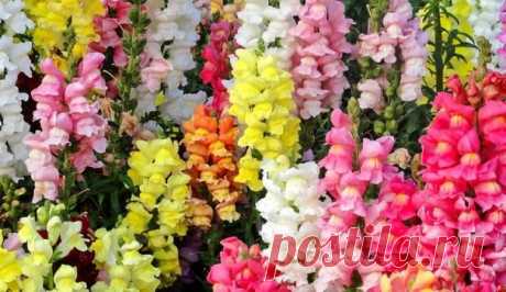 Львиный зев: выращивание и уход — FloweryVale.ru