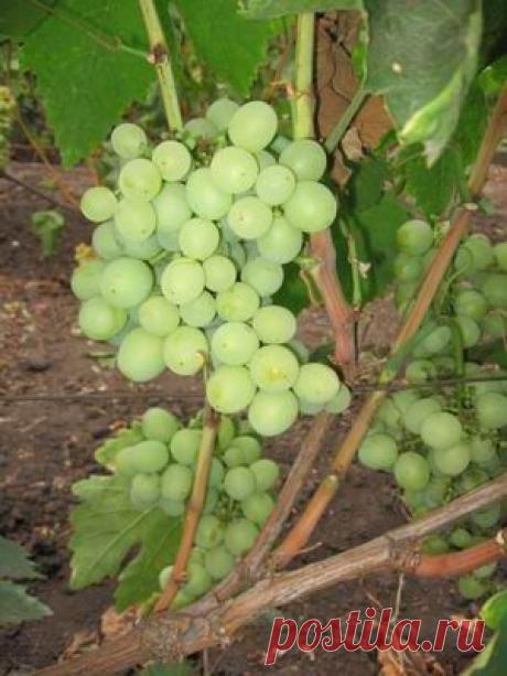 Галерея. - weerkust.ruweerkust.ru