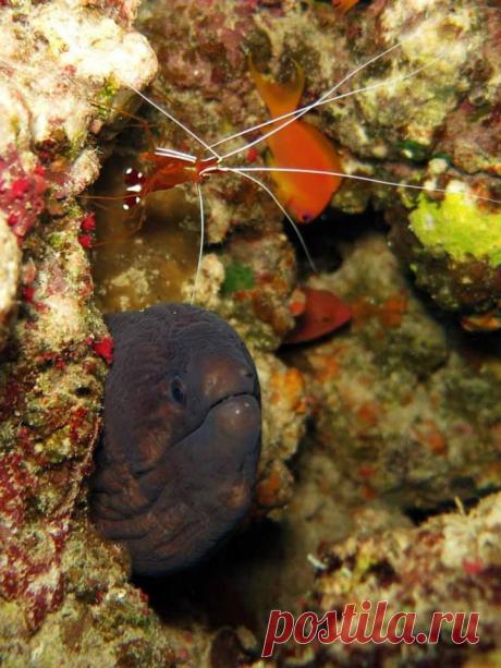 Чистота - залог здоровья! Забавная парочка!
Жаль, креветочка срулила, завидев фотик...