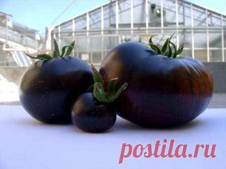 Фото Нэши. Альбом Деревья, плоды, ягоды, грибы - 515 фото. Фотографии Ольга Дудина.