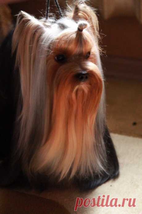 перед выставкой, подготовка к рингу