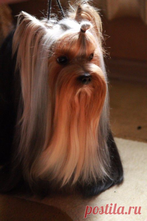 перед выставкой, подготовка к рингу