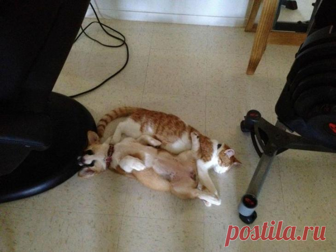 Манго и Люси - пушистые друзья, которые очень любят обниматься
