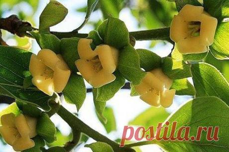 Поцелуй природы-цветущая хурма......а Вы видели,как цветет хурма? Я вижу впервые и это необыкновенно красиво!