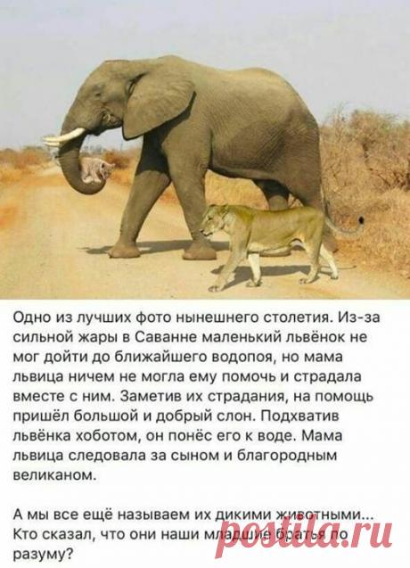 (92) Олег Змеев