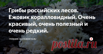 Грибы российских лесов. Ежовик коралловидный. Очень красивый, очень полезный и очень редкий. Ежовик коралловидный (Hericium coralloides) – представитель рода Гериций. Этот гриб имеет ещё несколько названий: герициум коралловый, ежовик коралловый, гериций коралловидный, ветвистый или решетчатовидный, а также, просто коралловый гриб.