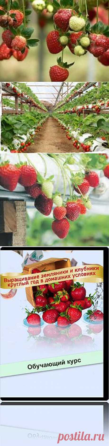 CD-диск Новейший курс &quot;$Клубника быстро&quot;