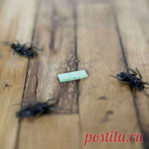 Скрытый резерв: жвачка