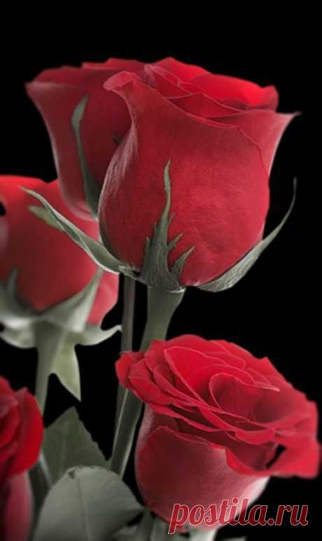 ChristianCrystals.com приколол(а) это к доске Roses