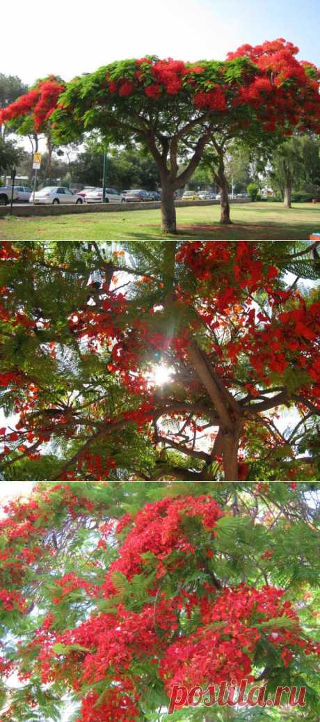 Delonix regia - Делоникс королевский, Огненное дерево