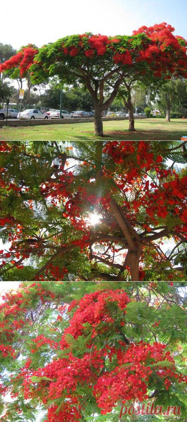 Delonix regia - Делоникс королевский, Огненное дерево