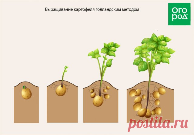 Традиционные и новые способы выращивания картофеля: плюсы и минусы каждого