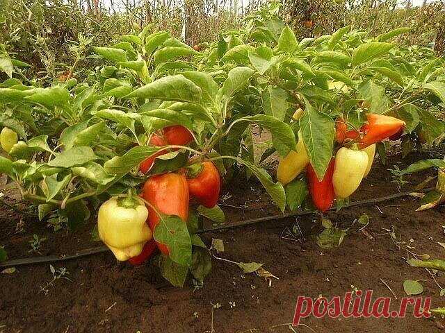 #ОвощеводствоПарники

ПОЛУЧАЕМ ОТЛИЧНЫЙ УРОЖАЙ ПЕРЦА

Подкормка

Через две недели после высадки в грунт проводят первую подкормку (одна чайная ложка с бугорком мочевины, две чайные ложки с бугорком суперфосфата на 10 л воды, по одному литру под каждый куст). Вторая подкормка - в период массового цветения: одна чайная ложка с бугорком мочевины, один спичечный коробок суперфосфата и одна чайная ложка калийной соли или сульфата калия. Все это растворяют в 10 л воды и поливают...