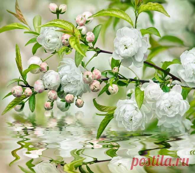 Дыхание весны А_064 | Фотообои на стену. Магазин.