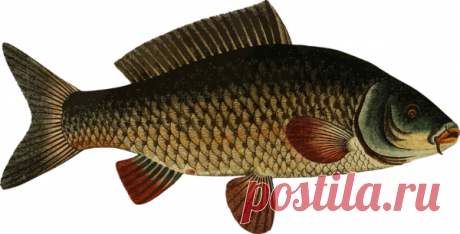 Как самому посолить карпа? Дешевая деревенская закуска | ЛИС&amp;ФИЗАЛИС | Яндекс Дзен