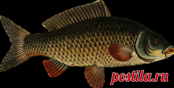 Как самому посолить карпа? Дешевая деревенская закуска | ЛИС&ФИЗАЛИС | Яндекс Дзен