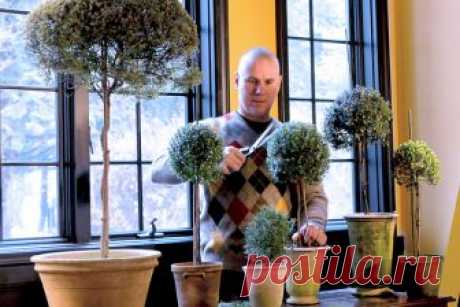 How to Make an Herb Topiary from Cuttings | eHow In early autumn, making your own topiary trees from cuttings taken from the garden is one of the most rewarding projects for a gardener. Shortly before frost arrives, cuttings from lavender, rosemary, scented geranium, woody thyme or fragrant myrtle can …