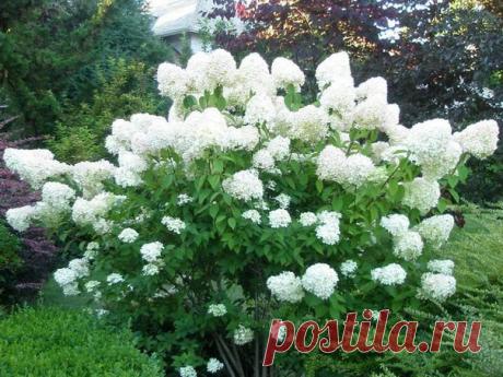 ГОРТЕНЗИЯ МЕТЕЛЬЧАТАЯ 

По красоте обилию мощных цветков пользуется большой популярностью. Выращивают в виде одиночных кустов и в группах, с другими низкорослыми контрастными по окраске цветков растениями. Очень красива гортензия в штамбовой форме зеленых газонах, около веранд, вдоль дорожек.
Показать полностью…