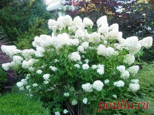 ГОРТЕНЗИЯ МЕТЕЛЬЧАТАЯ 

По красоте обилию мощных цветков пользуется большой популярностью. Выращивают в виде одиночных кустов и в группах, с другими низкорослыми контрастными по окраске цветков растениями. Очень красива гортензия в штамбовой форме зеленых газонах, около веранд, вдоль дорожек.
Показать полностью…