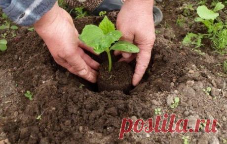 Как я делаю "долгоиграющее удобрение" для огурцов, и что можно положить в лунку при их посадке | Уральский Садовод | Яндекс Дзен