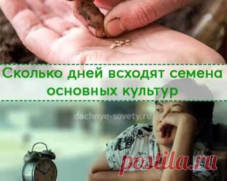 Сколько дней всходят семена перца, баклажана, томата - всех овощей Таблица сроков всхожести и оптимальных температур прорастания семян. Будете точно знать, через сколько дней всходят семена овощей, клубники..