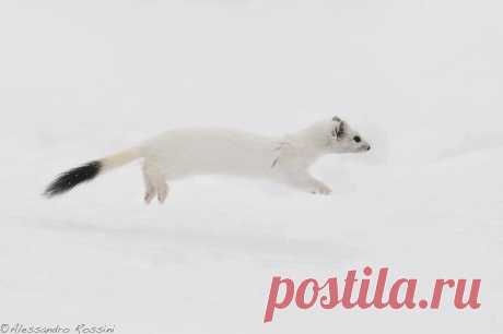 Mustelidae ☼ норки выдры хорьки | ВКонтакте