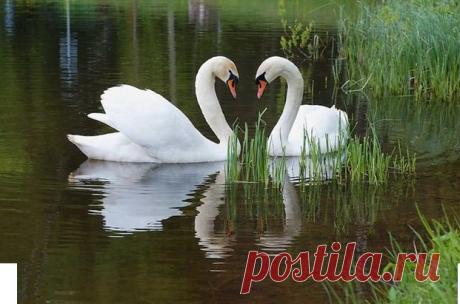 Плейкаст «"МУЗЫКА ДОЖДЯ"»