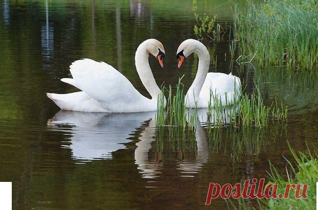 Плейкаст «"МУЗЫКА ДОЖДЯ"»