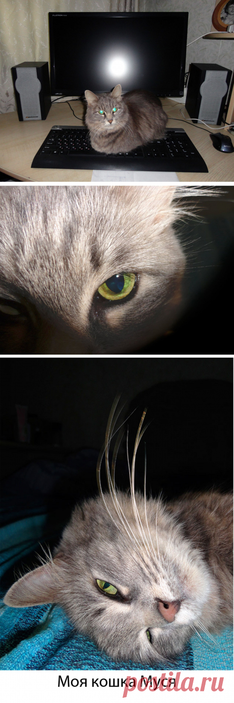 Моя кошка муся