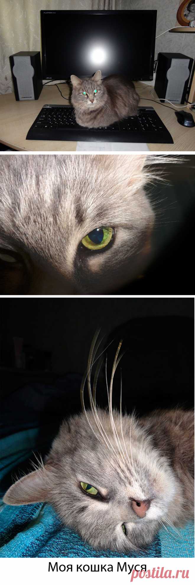Моя кошка муся
