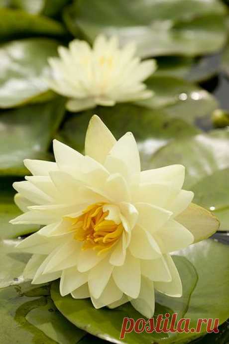 Water Lily,  
flickr от NYBG   |   Pinterest • Всемирный каталог идей