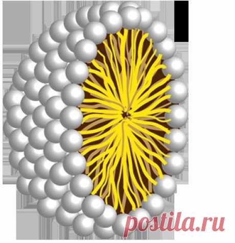 D4Х