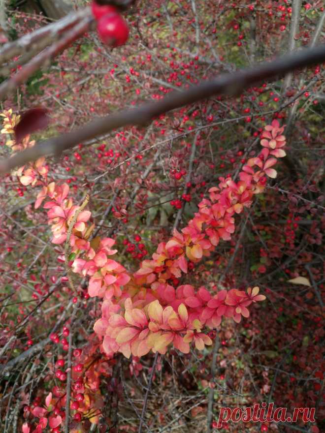 Барбарис Тунберга "Дьяболикум" (Berberis thunbergii "Diabolicum") осенью