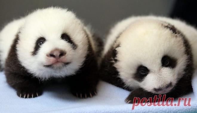 Потрясающие фото детенышей панды, которые поднимут вам настроение