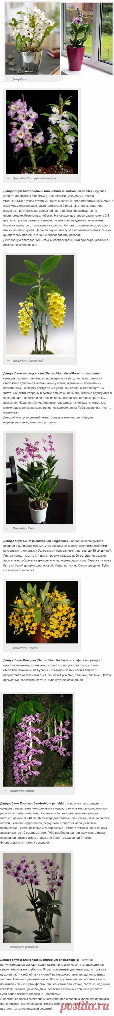 Орхидея дендробиум. Фото, домашний уход за цветком | uhod-v-domashnih-usloviyah