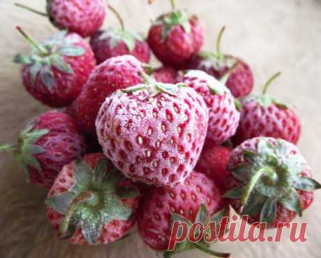 Как заморозить клубнику на зиму, в домашних условиях | В Мире Рецептов.ру