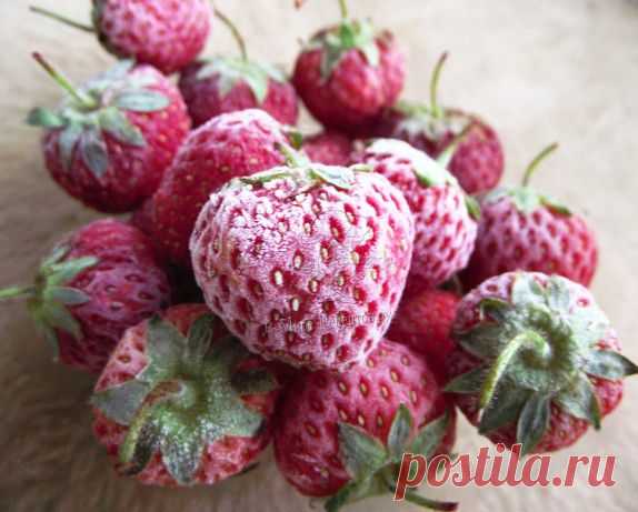 Как заморозить клубнику на зиму, в домашних условиях | В Мире Рецептов.ру