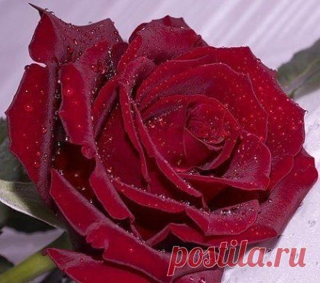 Роза