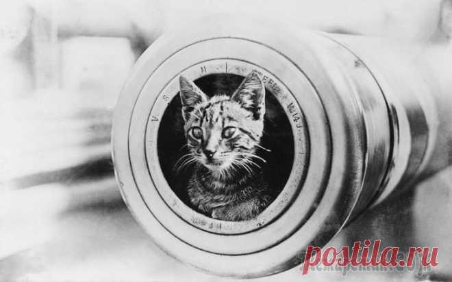 Оружие древности, которое вас удивит История военного ремесла человечества так же затягивает, как «Игра престолов», только намного, намного более жестокая. Снова и снова мудрость веков используют для выяснения того, как эффективно бить, ...