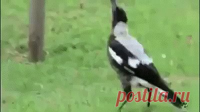 Одноклассники