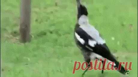 Одноклассники