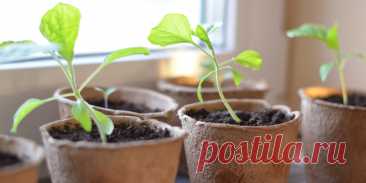 Как вырастить крепкую рассаду - Сад и огород