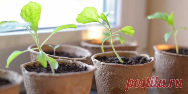 Как вырастить крепкую рассаду - Сад и огород