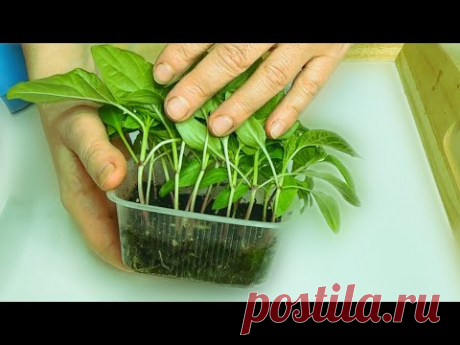 СЕЙТЕ ПЕРЦЫ ТОЛЬКО ТАК!!! РАССАДА ВСЕГДА СИЛЬНАЯ И МОЩНАЯ