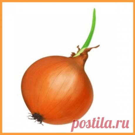 Репчатый лук и его лечебные свойства