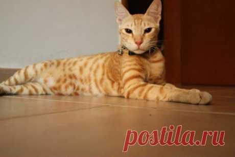 «Коричневый табби (пятнистый или макрель) – коричневый табби с темно-коричневыми полосками на спине. Типичный рисунок для азиатских котов» — карточка пользователя Виктория Х. в Яндекс.Коллекциях